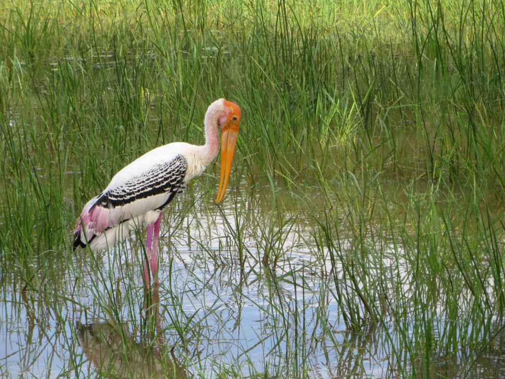 Painted Stork או חסידן צבוע