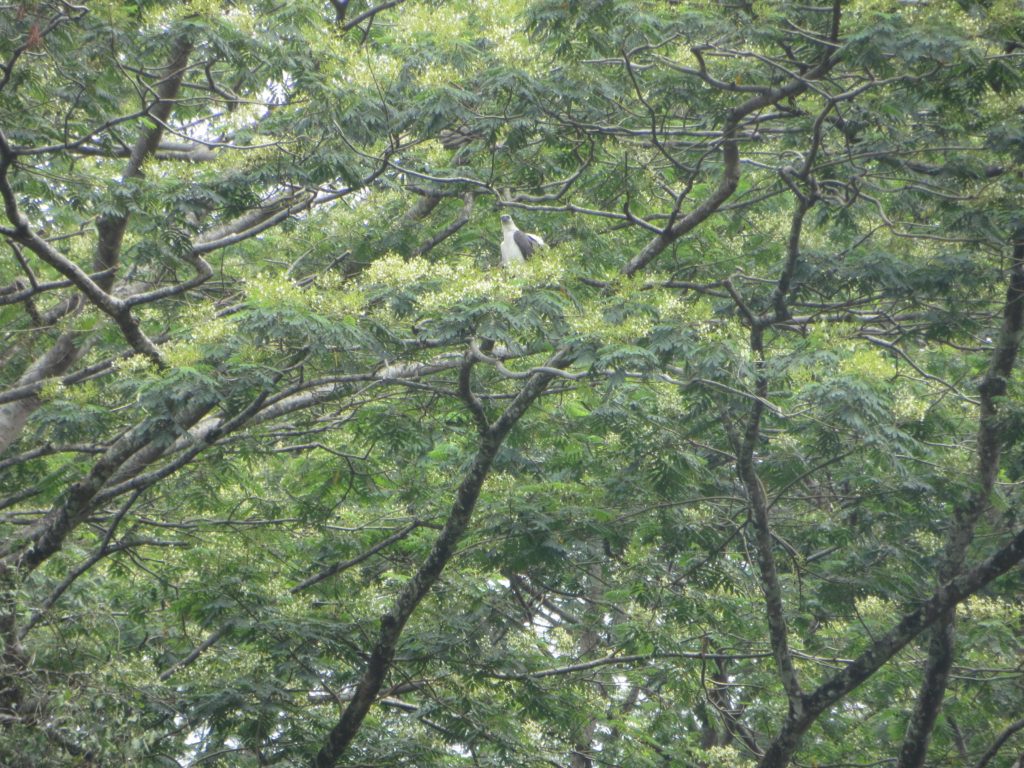 גוזל של white bellied sea eagle